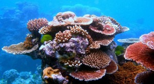 3D-Printed-Coral-Reefs-Could-Help-Safeguard-Marine-Biodiversity-397772-2-906x497