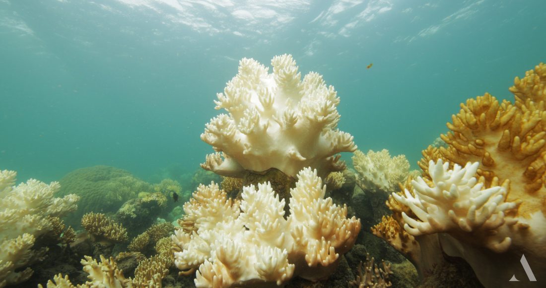 Coral Bleaching in The Great Barrier Reef | The Anthropocene Project